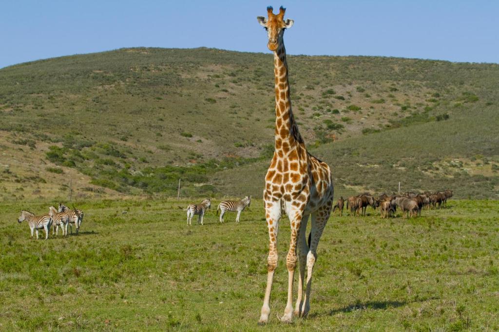 Nyaru Game Lodge Brandwag Exterior foto